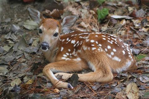 Cute Baby White Tail Doe Lying In The Woods Whitetail Deer Pictures