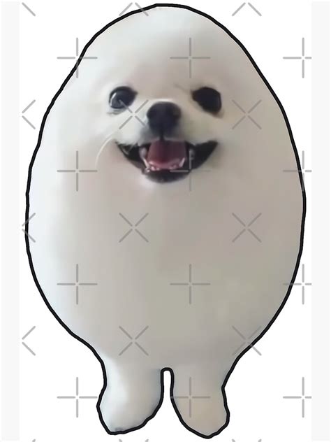 Funny Eggdog Meme Egg Dog White Pomeranian Hq Poster For Sale By