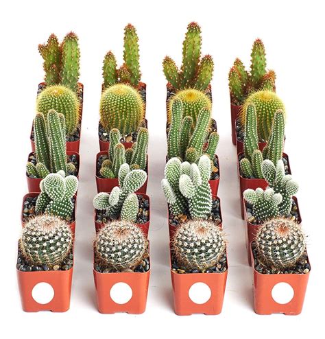 Home Botanicals Cactus Collection Collection Of 20