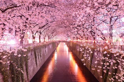 Japanese Cherry Blossom Wallpaper 71 Images