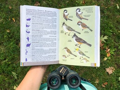 The Best Field Guide To Birds Reviews By Wirecutter