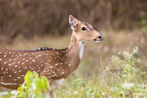 Chital The Indian Spotted Deer