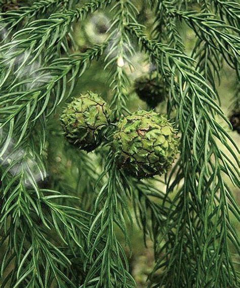 Cryptomeria Fortunei Seed Bell Garden Companywholesale Plant Seeds