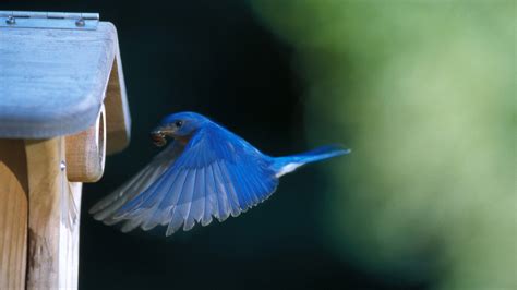 Flying Blue Bird Hd Wallpaper