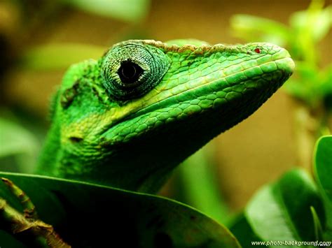 European Green Lizard Wallpapers Hd 🔥 Download Free Backgrounds