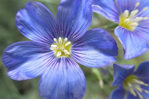 Western Blue Flax Flower Stock Photo Image Of Flax Petal 93435034