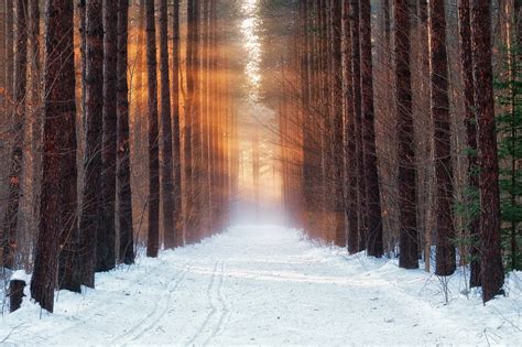 Cold Winter Forest Snow Morning Wallpapers Hd
