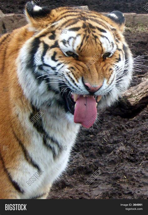 Funny Face Tiger 1 Image And Photo Free Trial Bigstock