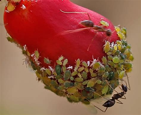 cranium bolts aphids