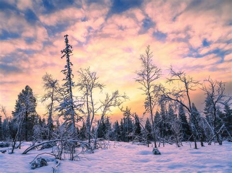 Фото Финляндия Raattama Зима Природа зимние Леса Снег деревьев
