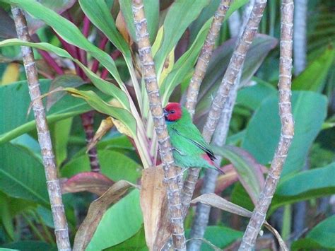 Red Headed Parrot Finch Cfaredfacer Flickr