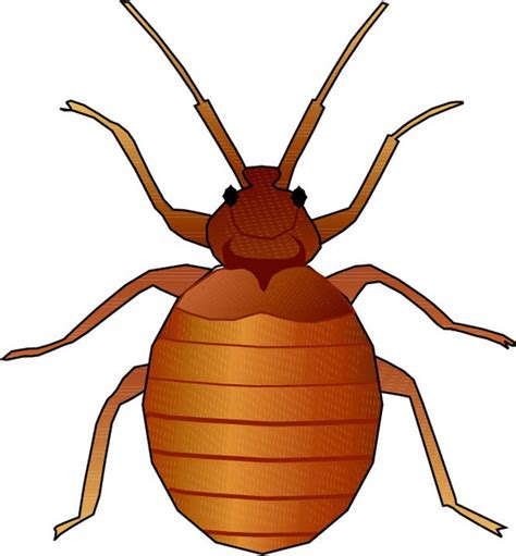 Bedbug Clipart 20 Free Cliparts Download Images On Clipground 2021