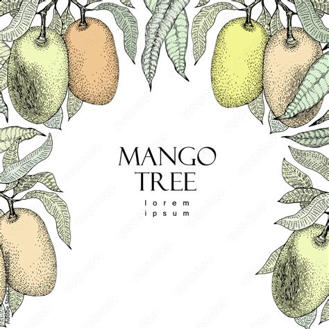 Mango Tree Vintage Design Template Botanical Mango Fruit Frame