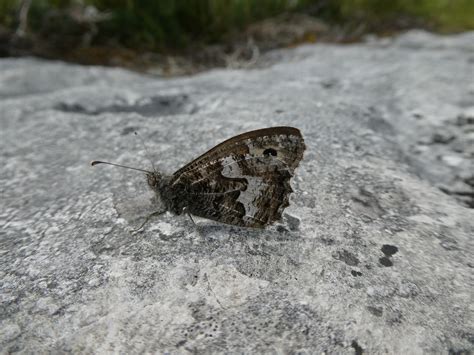 October 2019 Butterfly Conservation Ireland