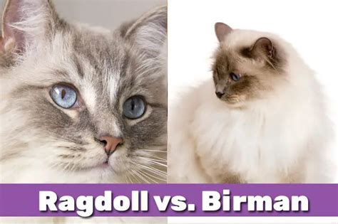 Ragdoll Vs Birman Which Is The Best Cat Breed For You