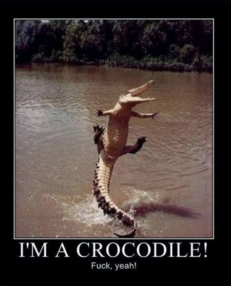 Awesome Crocodile Funny Animal Photos Funny Animal Memes Funny