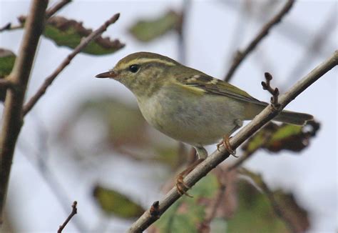 Autumn Migration In Coastal Suffolk Thrushes Warblers And Rarities
