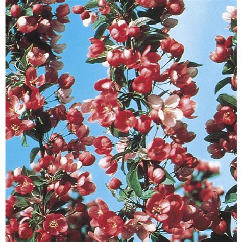 955 Gallon Red Indian Summer Crabapple Flowering Tree In