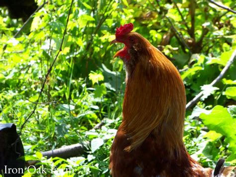 Crow reduction collar for roosters / no crowing. What is a "No-Crow Collar"? | Community Chickens