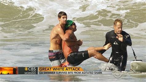 shark attacks shark attacks pictures cbs news