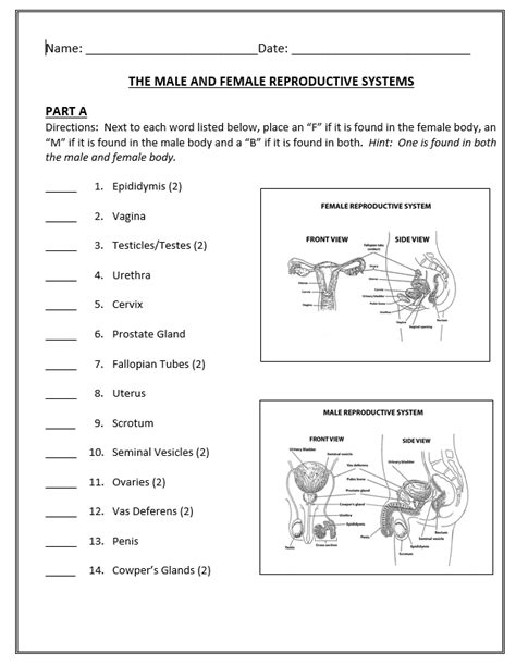 Male And Female Reproductive System Worksheets