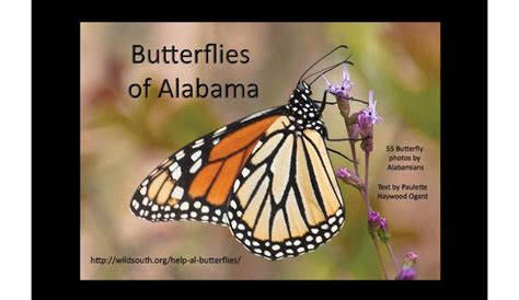 Meet 55 Butterflies Who Call Alabama Home