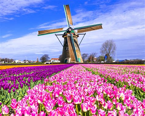 Netherlands Fields Tulips Many Mill Keukenhof Lisse Nature