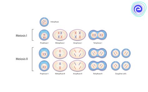 What Is Meiosis Phases Definitioncell Division Comparison