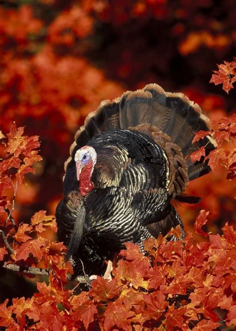 Wild Turkey In Autumn Beautiful Birds Thanksgiving Turkey Population