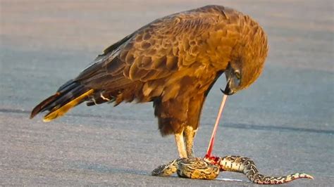 Top 5 Eagle Hawk Attack Snakes Moments Youtube