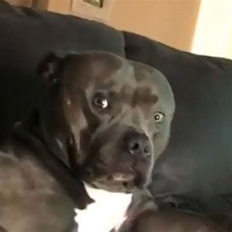 Video Dog Makes The Most Judgemental Face When Their Mom Sings Abc News
