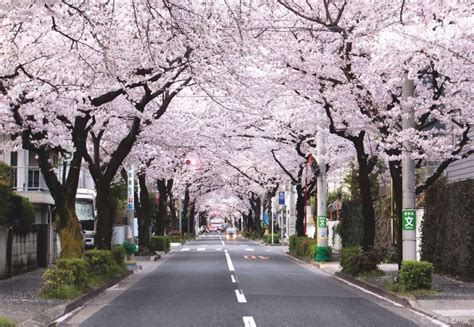 17 Best Places To See Cherry Blossoms In Tokyo Tokyo Weekender