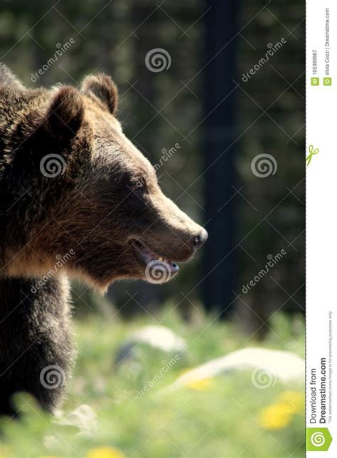 Grizzly Bear Profile Stock Photos Download 228 Royalty