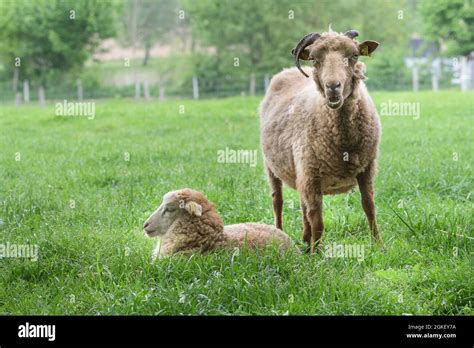 Houtlanddomestic Sheep Ovis Gmelini Aries Stock Photo Alamy