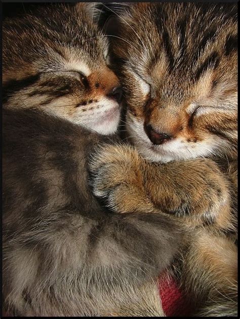 Kitten Hug By Elfster Kittens And Puppies Cute Cats And Kittens
