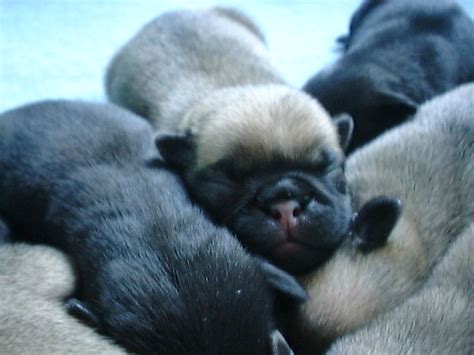 Now serving clients by appointment only. Pug puppies | The puppies are just 10 hours old. Note the ...