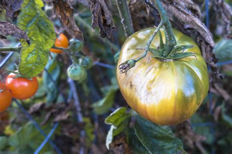 Overripe Green Tomato Sf Bay Gardening
