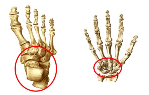 Berdasarkan bentuknya, tulang dibedakan menjadi empat jenis meliputi tulang pipa, tulang pipih, tulang pendek, dan tulang tak beraturan. ardha kameshwary: ANATOMI FISIOLOGI SKELETAL RANGKA - 1