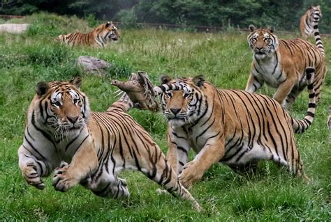 Ferocious Tigers Fight To Get Their Claws Into A Bird In Breathtaking