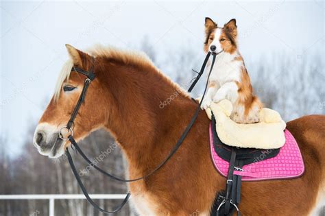 Draft Horse And Red Border Collie Dog — Stock Photo