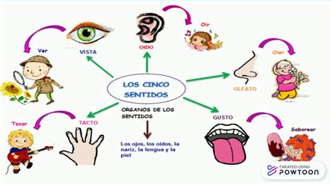 70 Ideas De Proyecto Los Sentidos 5 Sense Theme Senti