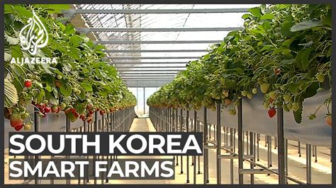 South Korean Farmers Embrace Hi Tech Methods Youtube