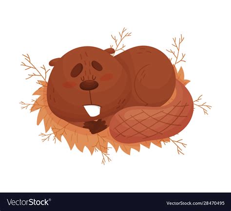 Funny Beaver Sleeping Curling Up On Grass Vector Image