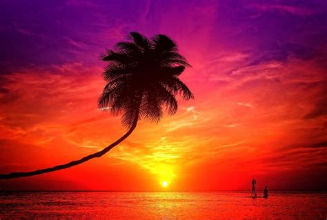 Free Stock Photo Of A Romantic Couple Enjoying The Sunset In A Tropical