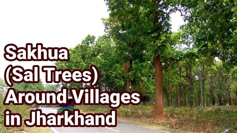 Sakhua Sal Trees Around Villages In Jharkhand Youtube