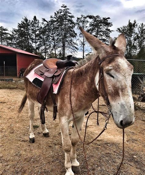 Donkey Listener On Instagram This Guy Is An Amazing Saddledonkey