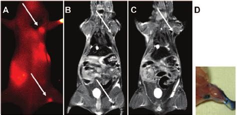 An Example Of Sentinel Lymph Nodes Slns In A Mouse Detected By Near