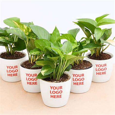Buy Money Plant Green Corporate T Set Of 30 Online From