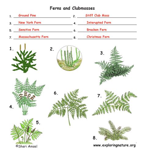 Vascular Plants Trees Grass Ferns Flowering Plants