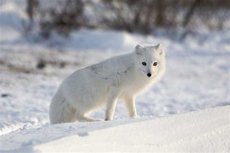 Top Ten Beautiful Snow Animals P I